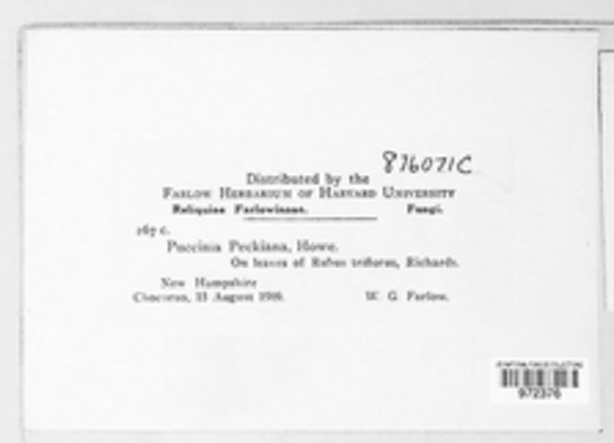 Arthuriomyces peckianus image